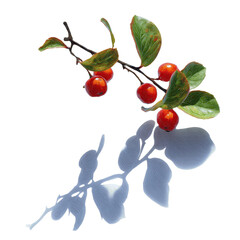 Red Berries on Branch with Shadowed Silhouette