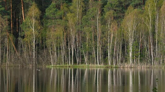 Mirror Lake Surface with Ducks in Spring Forest, Sunny Day