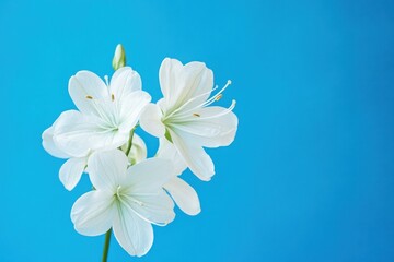 Naklejka premium minimal floral design, white flower on blue background