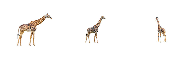 Naklejka premium Giraffe family isolated on black, standing ungulates, cut out transparent