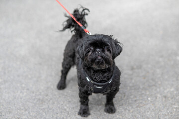 Petit chien noir tenu en laisse, chien montrant de la curiosité