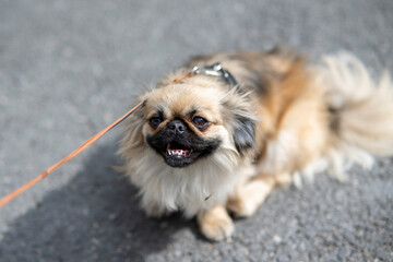 petit chien pékinois assis en laisse dnas la rue