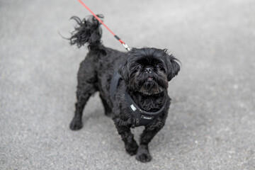 Petit chien noir et curieux en laisse dans la rue