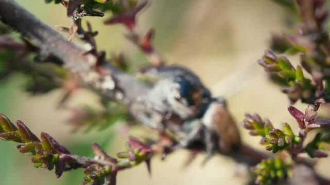Jumping Spider with Big Eyes on Grass and Branches in Slow Motion Macro Shot.