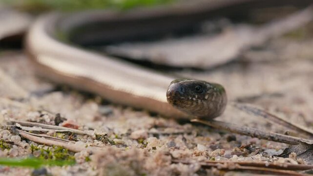 Macro Close-Up of Legless Lizard Crawling and Flicking Its Tongue Slowly