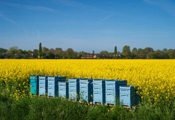 Colourful beehives in a field of rapeseed in spring.