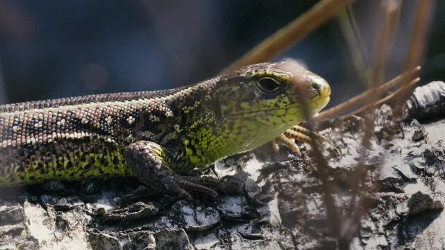 Sand Lizard Lacerta Agilis Basking in Spring Sunlight