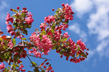 Apple blossom in spring garden on blue sky background. Pink flowers and red bugs on a branch
