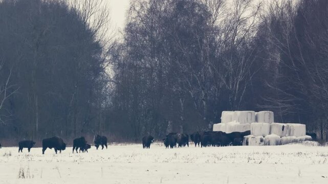 European Bison Herd Eating Hay in Snowy Field