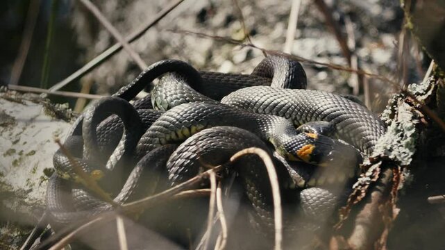 Grass Snakes Warming Together in Spring Sunlight