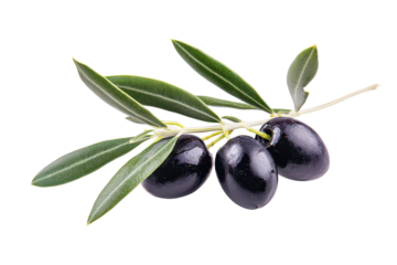 Olive branch with two black olives isolated on white background perfect for Mediterranean food packaging design