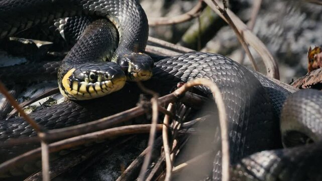 Common Grass Snakes, Natrix natrix, Basking on a Spring Day