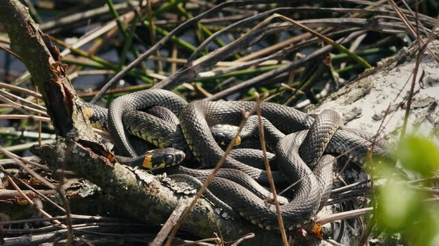 Macro View of Natrix Natrix in Spring Sun