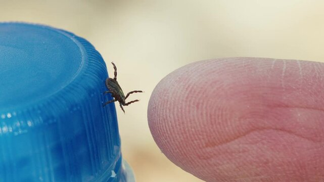 Ixodid Tick on Bottle in Forest Ready to Attach to Human Finger