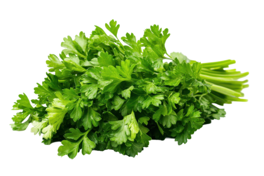 Parsley herb illustration in clear PNG format great for cookbooks gardening blogs and restaurant branding