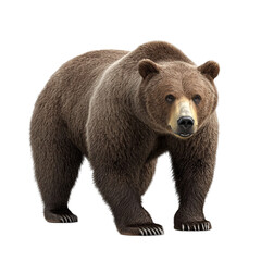 Fototapeta premium Grizzly bear standing on white background majestic animal wildlife nature powerful predator fur claws teeth