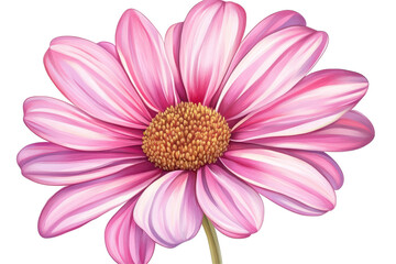 Obraz premium Pink flower illustrations like this daisy brighten up invitations art prints and handmade paper crafts