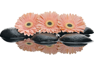 Pink gerbera daisy resting in smooth water creates a peaceful and tranquil visual scene