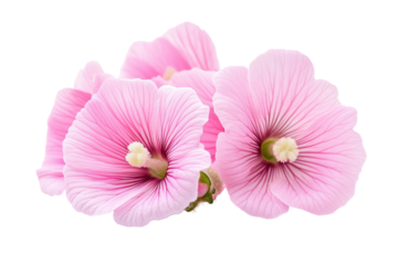 Pink marshmallow flowers bring softness and charm to botanical illustrations and nature inspired design projects