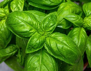 Close Up Of Fresh Basil Leaves