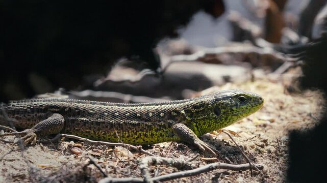 Green Sand Lizard Relaxing in Spring Nature