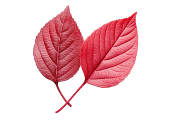 Handcrafted Piopiotahi paper leaves are ideal for calm natural and minimalistic visual design themes