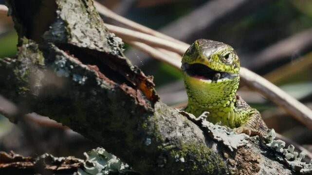 Lacerta Agilis Eating Insect on a Branch in Spring Nature