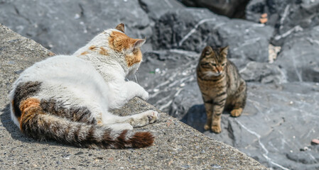 cat on a rock