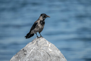 crow on the rocks