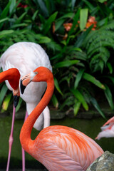 Flamingo close up in the monte palace garden in Madeira