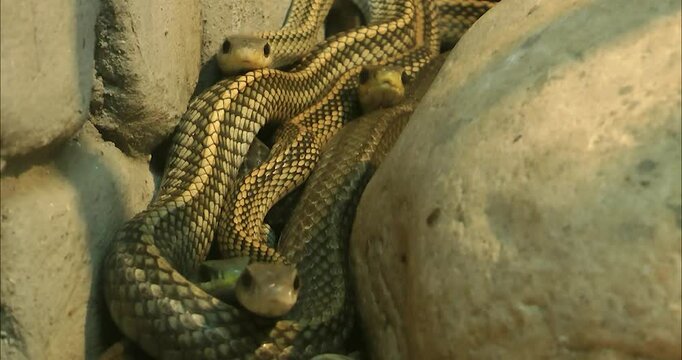 Several Zaocys dhumnades  