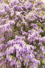 Wisteria tree. Flowery tree blooming purple flowers. Natural floral background. Tender lilac branches of wisteria flowers on the house wall near garage in the spring. Flower tree in the park