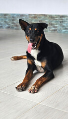 Black color stray dog with long nose laying down on the carpark floor d