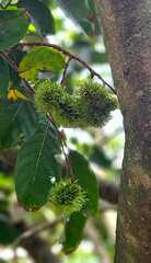 Young rambutan fruit hanging from the branch in the wood ( food,