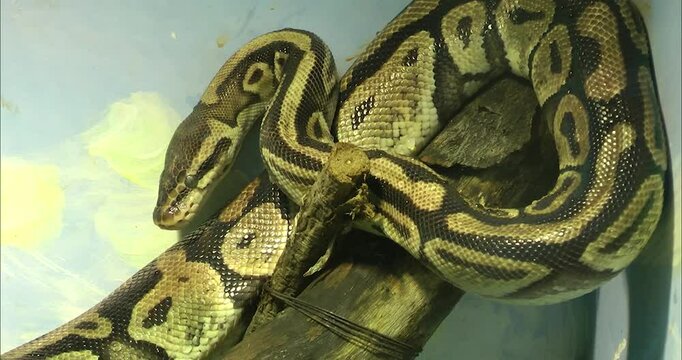 A ball python is curling up	