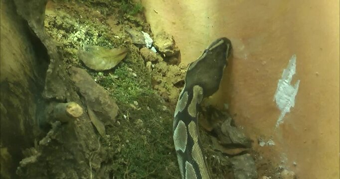 A Python regius walking on ground