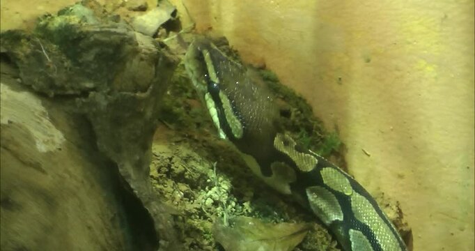 A Python regius walking on ground