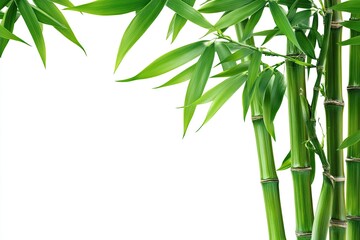Fresh bamboo stalks and leaves