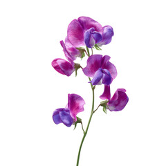 Vibrant Purple and Pink Sweet Pea Flower Blossom on Green Transparent background