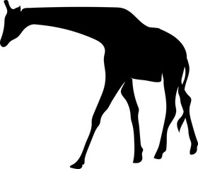 Giraffe silhouette black