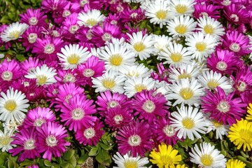 Vibrant array of small flowers in various shades of pink, white, and yellow