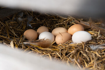 Fresh eggs resting on straw in a chicken coop. Rustic farm setting.
