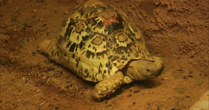 Leopard tortoise walking on ground 