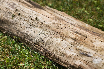Fototapeta premium Wooden beam in the grass full of small holes, affected by woodworm