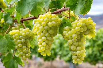 Fototapeta premium Bunches of white grapes hanging from vine in vineyard