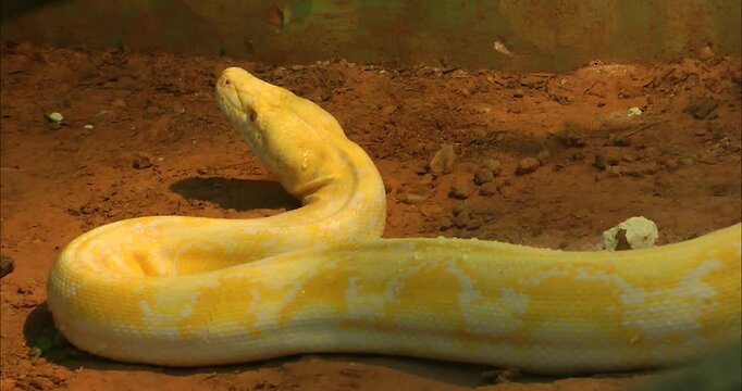 A  golden python 