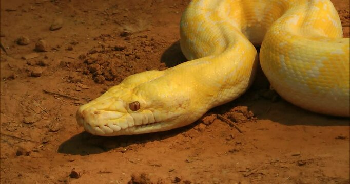 A golden python is Crawling