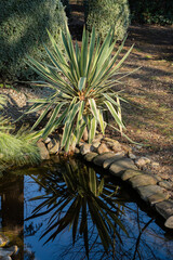 Serene garden pond surrounded by lush greenery and rocks, with striking yucca plant featuring long, sword-like leaves prominently displayed in foreground.