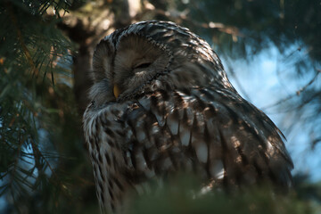 A majestic sleeping eagle owl on a branch, framed by lively greenery.