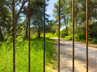 trees in the park behind the bars 